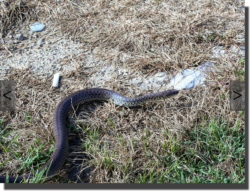 hierophis gemonensis